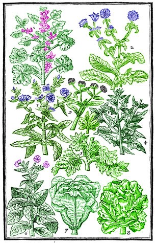 Lettuces, John Parkinson